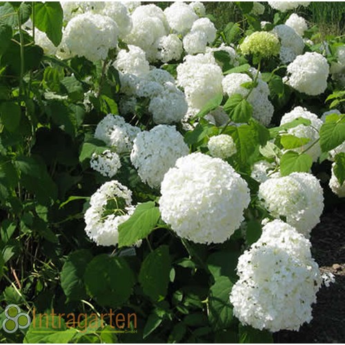 Hydrangea macrophylla - hydrangea,