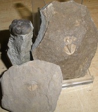 seltene Trilobiten Eifel