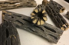 Vuka Holz 15cm Cholla Wood