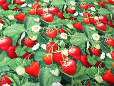 Erdbeeren Erdbeere Strawberry