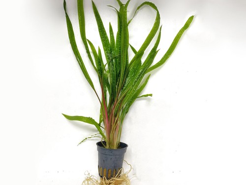 Genoppter wasserkelch - genoppter,