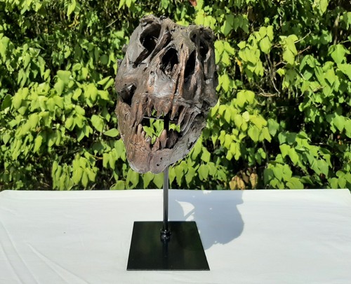 Tyrannosaurus rex schädel - tyrannosaurus, t-rex