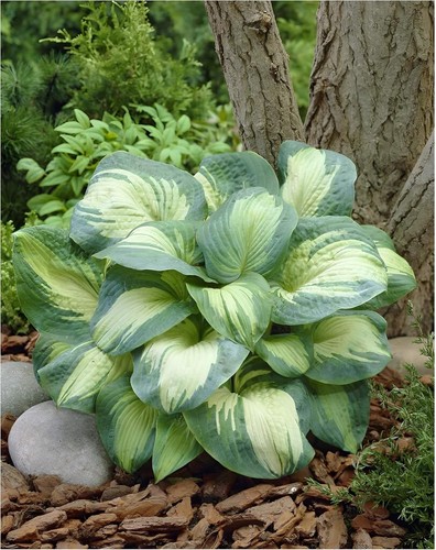 Hosta sieboldiana great - x, 'great
