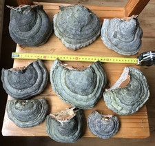 9x NATUR PUR! Baumpilze