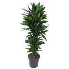 Drachenbaum Dracaena