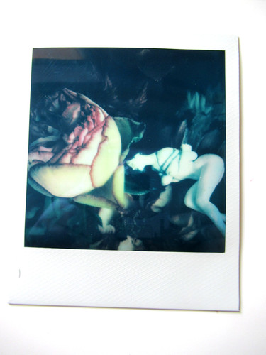 Araki original polaroid - n.,