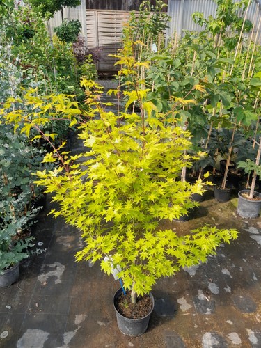 Acer palmatum summer gold - palmatum,