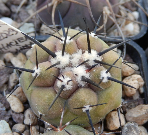 Copiapoa cinerea 2029 - copiapoa, jn-2029