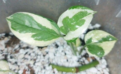 Epipremnum njoy efeutute - epipremnum,