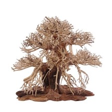 Premium Bonsai Baum L Wurzel