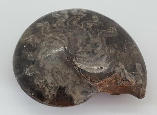 Grauer ammonit fossil - grauer,
