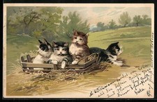 Lithographie Katzen in einer