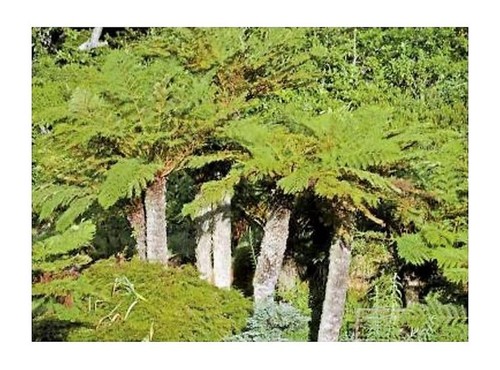 50x cyathea dregei - cyathea, baumfarn