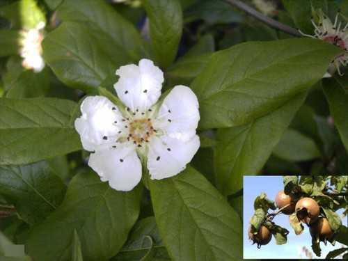 Mespilus germanica echte - -,
