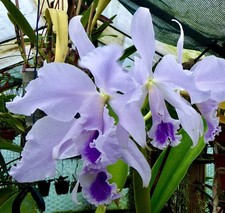 Cattleya labiata coerulea Blue Mountain NEW Orchidee Orchideen Vanda