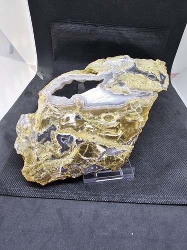 Versteinertes holz 10x17cm mit - holz, 10x17cm,mit