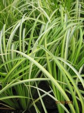 Weißgestreifter Kalmus Ogon - Acorus gramineus Ogon