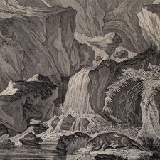 Ridinger Spuhr Fischotter