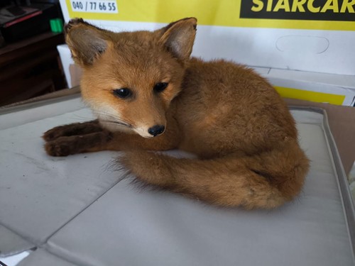 Fuchs rotfuchs präparat - fuchs,