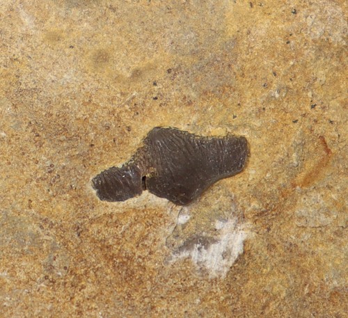 Zahn acrodus trias - zahn,, sp.,