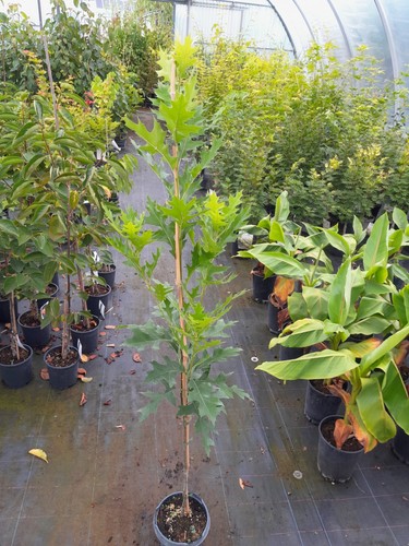 Quercus palustris green - palustris,