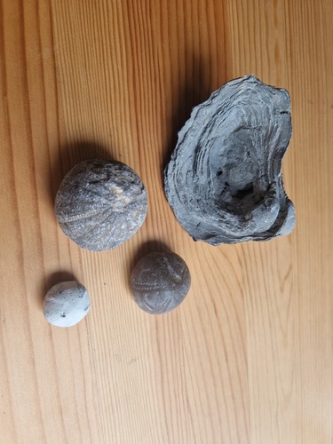 Fossil koralle muschel - fossil,,