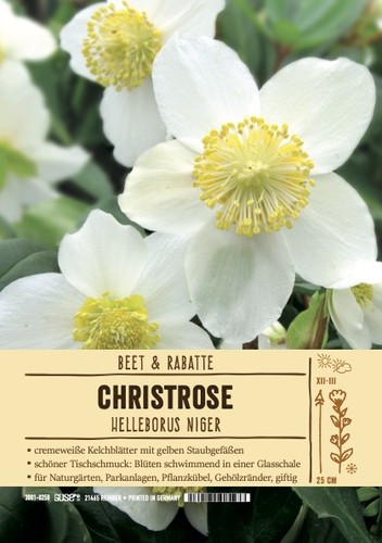 Helleborus niger christrose - helleborus, niger,