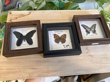 3x Schmetterling gerahmt A1/A-