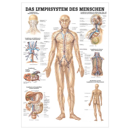 Das lymphsystem lehrtafel - lymphsystem,