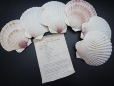 6 große Jakobsmuscheln