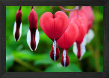 Blutendes Herz Blumen
