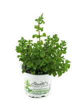 Mojito Minze, die besondere Minze für den berühmten Mojito Cocktail