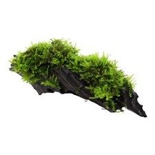 Aquarium Pflanze Vesicularia