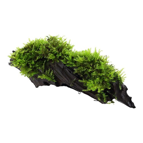 Aquarium pflanze vesicularia - pflanze,