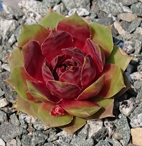 Sempervivum forever sam 2 - -,