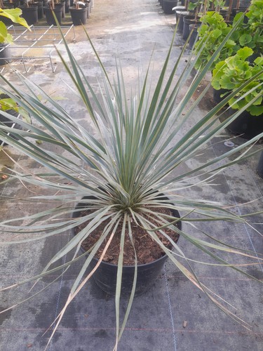 Yucca rostrata 50cm