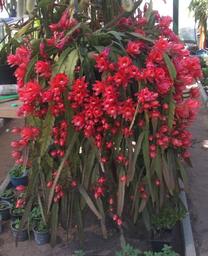 Epiphyllum rot blattkaktus - rot,