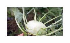 30 Korn Kohlrabi (Bio) Korist F1 Garten Pflanzen - Samen F-S638