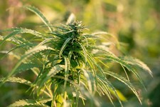 10Kg (2,74€/Kg) Norddeutsche Hanfsamen direkt vom Bauernhof Hanfsaat Futterhanf