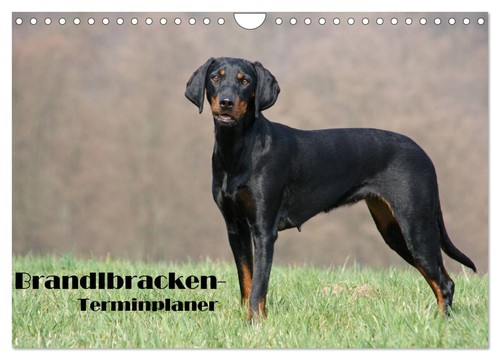 Der brandlbracken terminplaner - der, brandlbracken-terminplaner