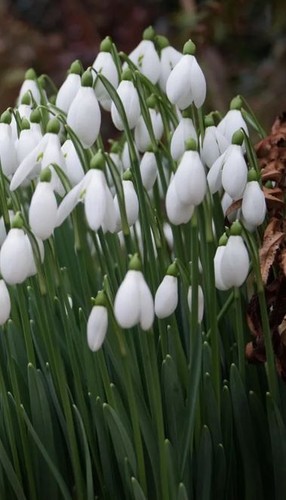 Galanthus arnott rießen - galanthus,