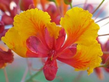 Caesalpinia Pulcherrima aka