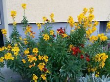 Goldlack * Erysimum cheiri * 30 Blumensamen * handverlesen