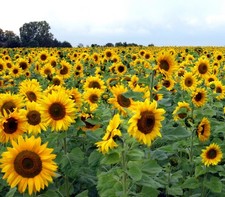 Samen von der RIESEN-SONNENBLUME - eine wunderschöne Pflanze im Garten - wuchtig