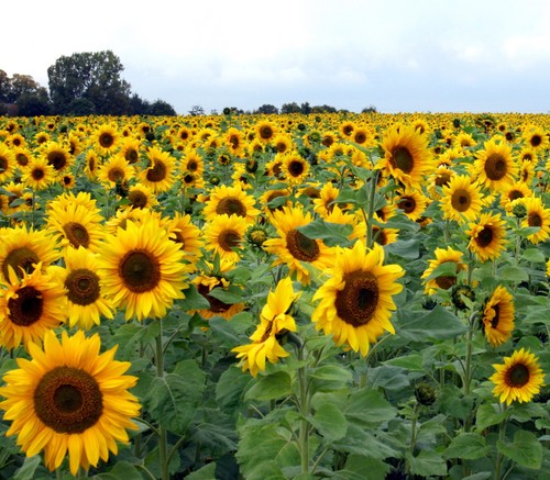 Blumen samen von der - blumen,