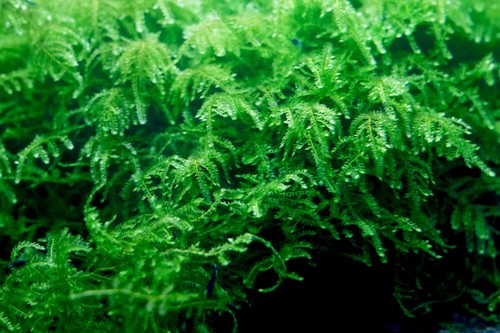 Weeping moss vesicularia - weeping,
