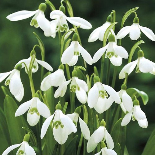 Galanthus blumenzwiebeln - galanthus,