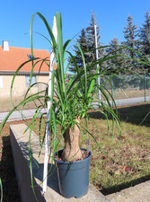 Elefantenfuß Beaucarnea