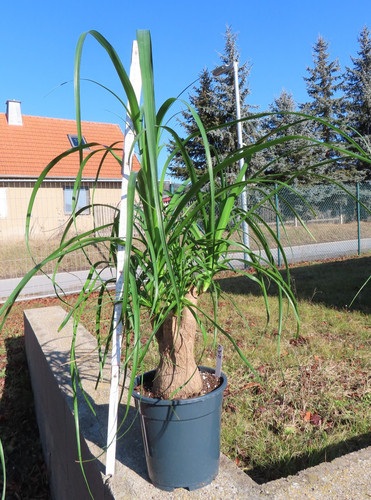 Elefantenfuß beaucarnea - elefantenfuß,