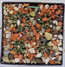 Kakteen – Kaktus –